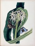 Hexandrian lilies. Collection of Garden Club of America. 