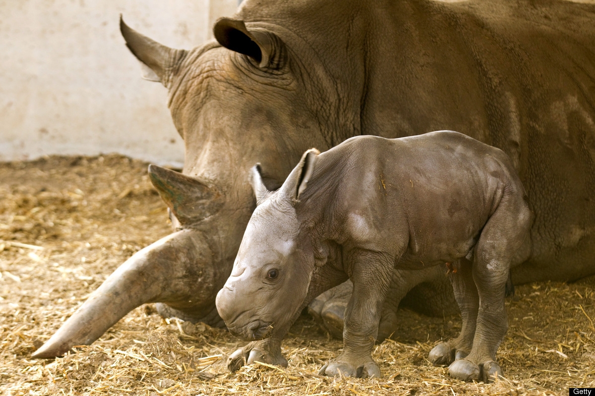 Rhino and baby Courtesy of Getty