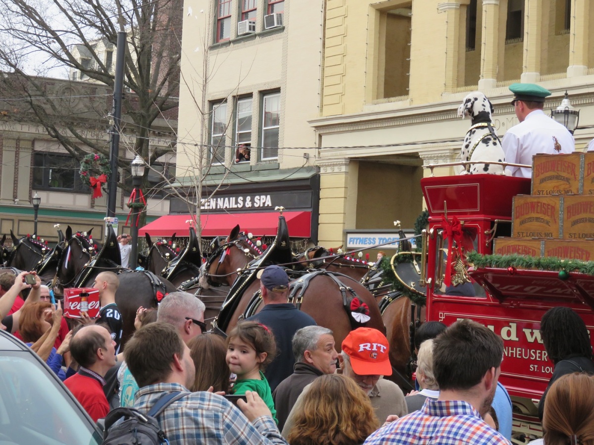 Thousands flocked to see America's favorite horses - the Budweiser Clydesdales, in the 2015 Christmas Parade in Media PA. (Bobbie Faul-Zeitler, CC 3.0)