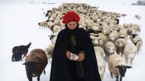 Shepherdess Carole with 800 sheep in Winter Nomads (2012)