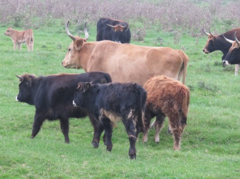 Wild Heck cattle at Oostvaardersplassen, a nature reserve built on polder reclaimed from closing the Zuider Zee. (Bobbie Faul-Zeitler, CC 3.0)