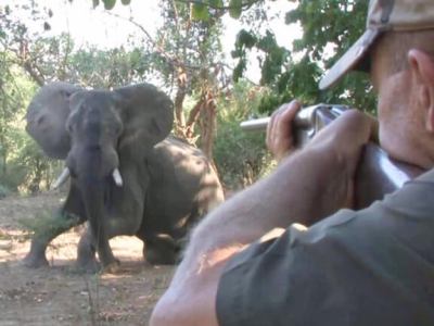 Trophaeenjagd Mann chiesst auf Elefanten. Courtesy of Future for Elephants (location unknown)